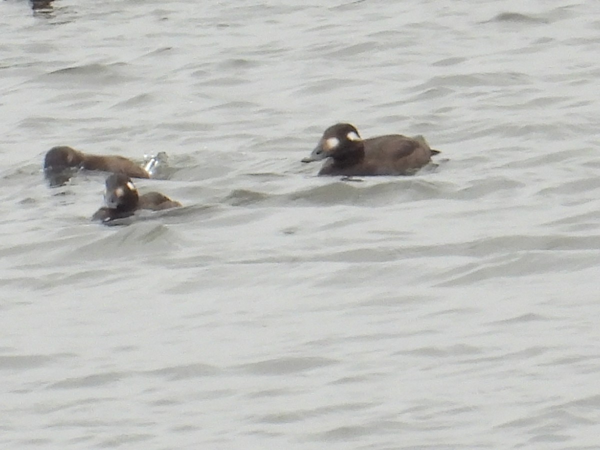 White-winged Scoter - ML501812071
