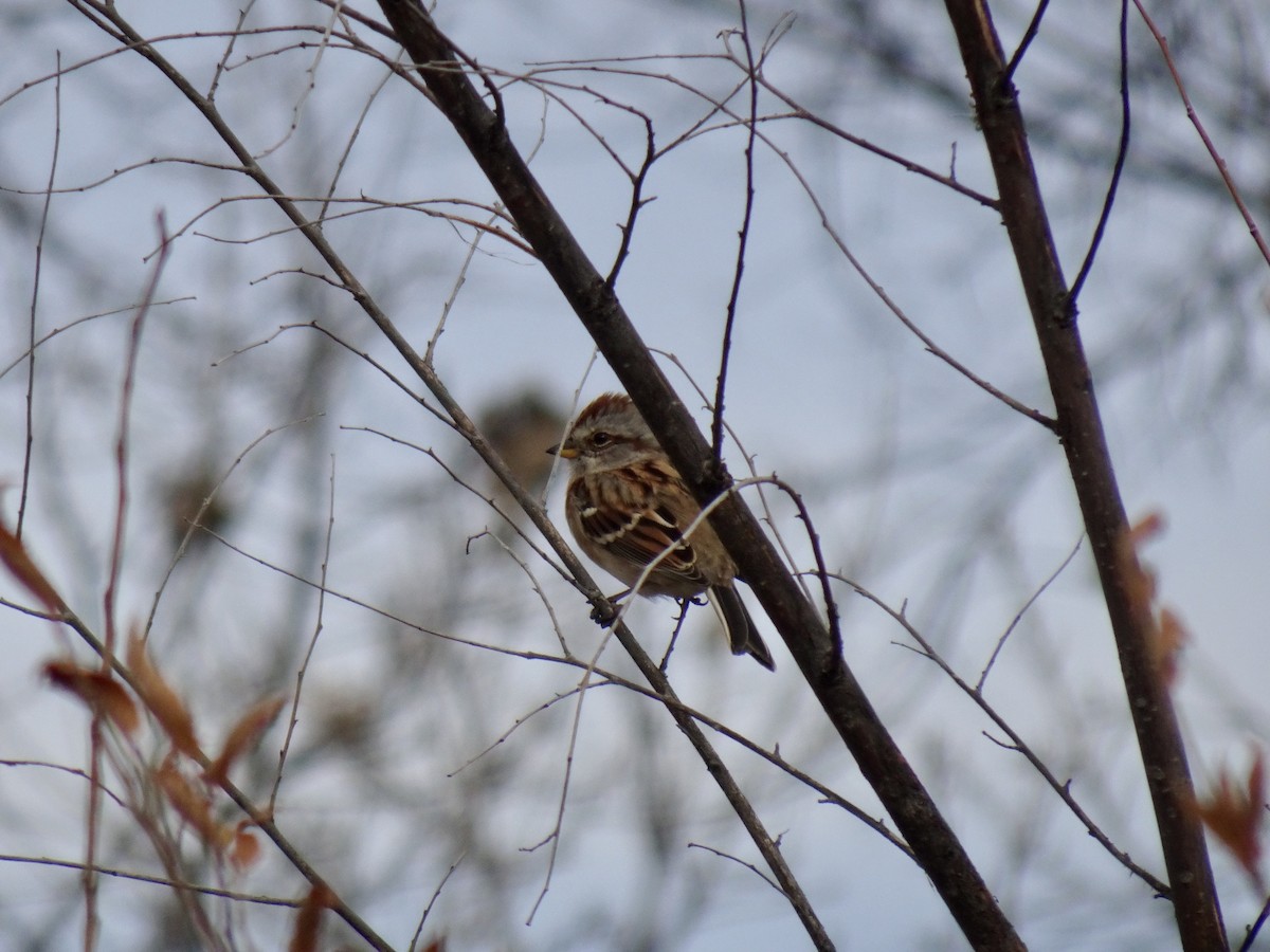 Spizella sp./American Tree Sparrow - ML501812221