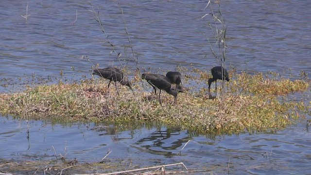 ibis hnědý - ML501812471