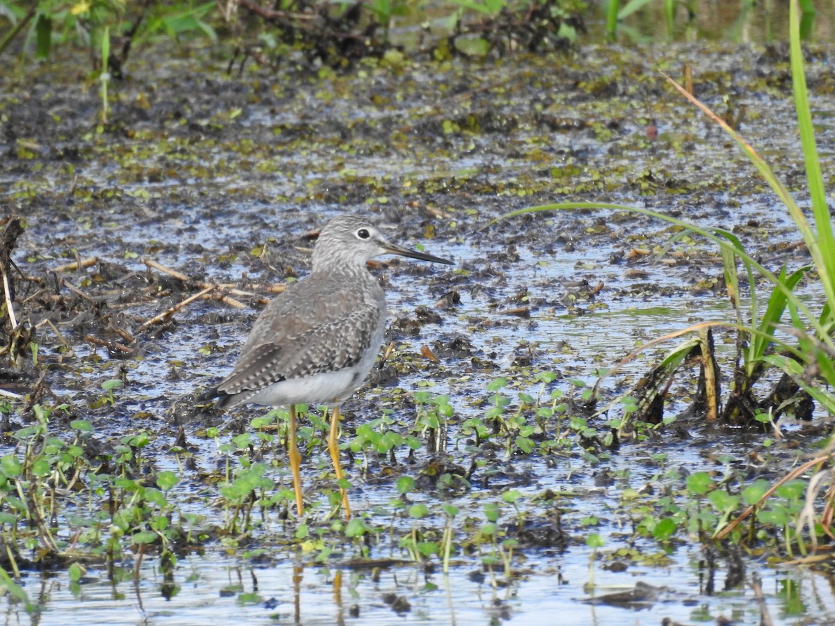 Lesser Yellowlegs - ML501813161