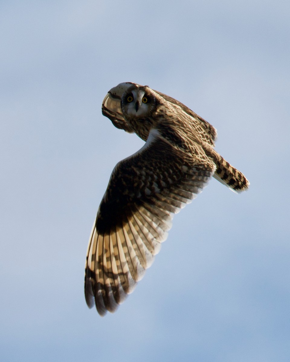 Short-eared Owl - ML501814371