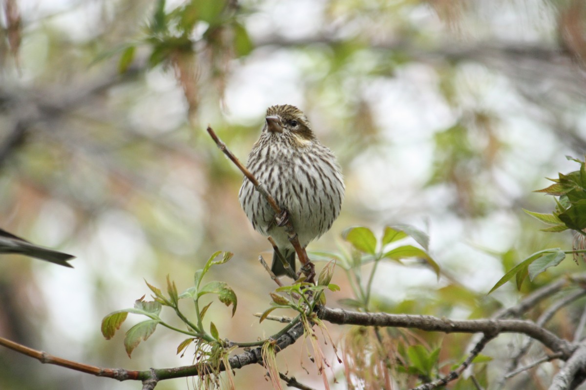 Cassin's Finch - Marya Moosman