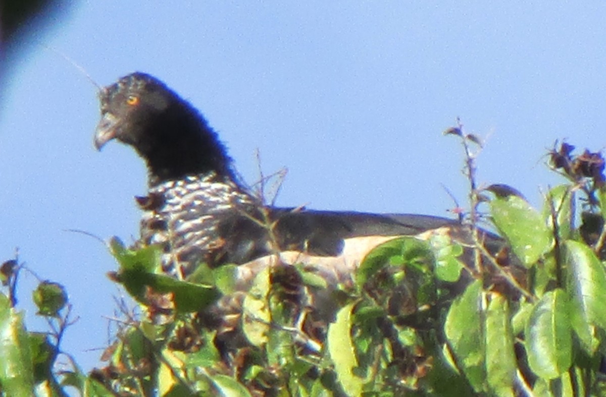 Horned Screamer - Fred  Lyons