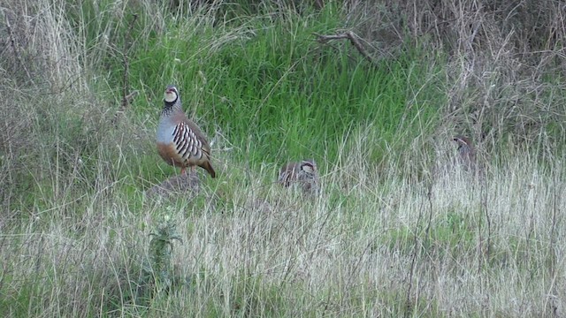 Red-legged Partridge - ML501816761