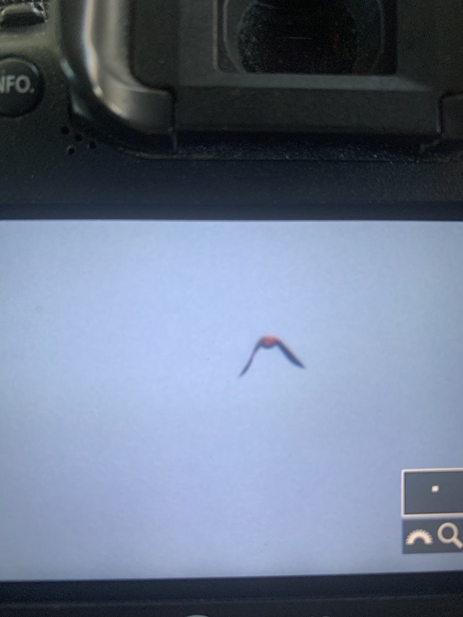 Гацуурын солбин хошуут - ML501816771