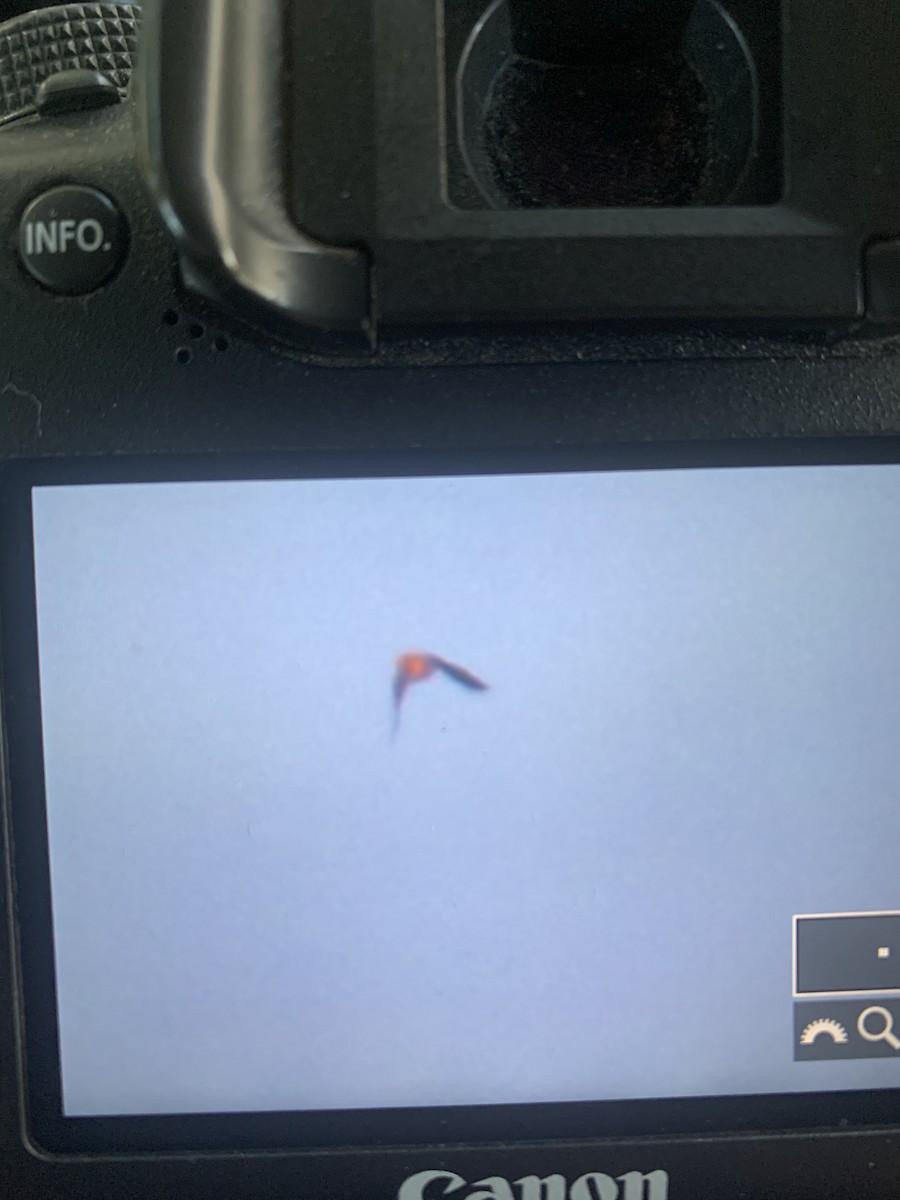 Гацуурын солбин хошуут - ML501816781