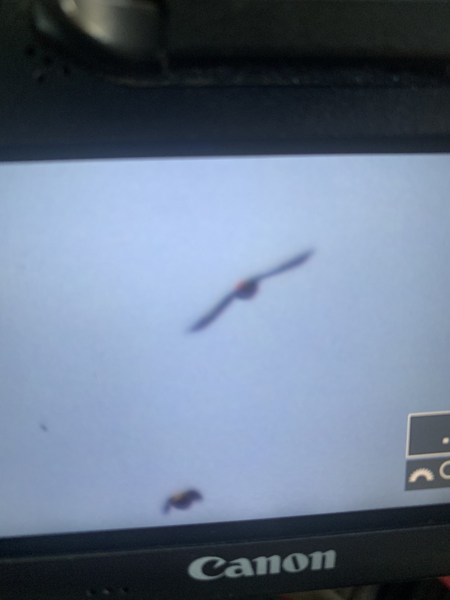 Гацуурын солбин хошуут - ML501816791