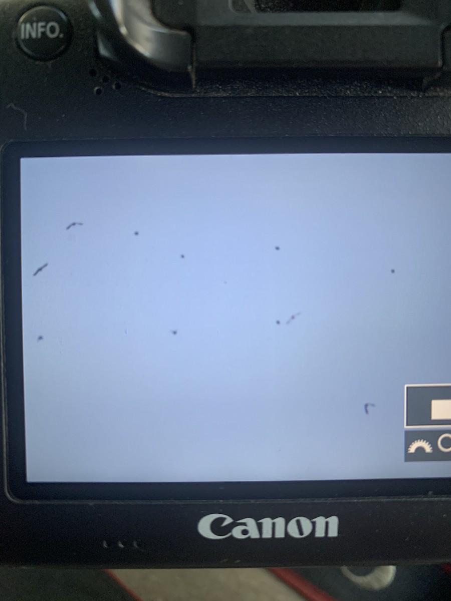 Гацуурын солбин хошуут - ML501816801