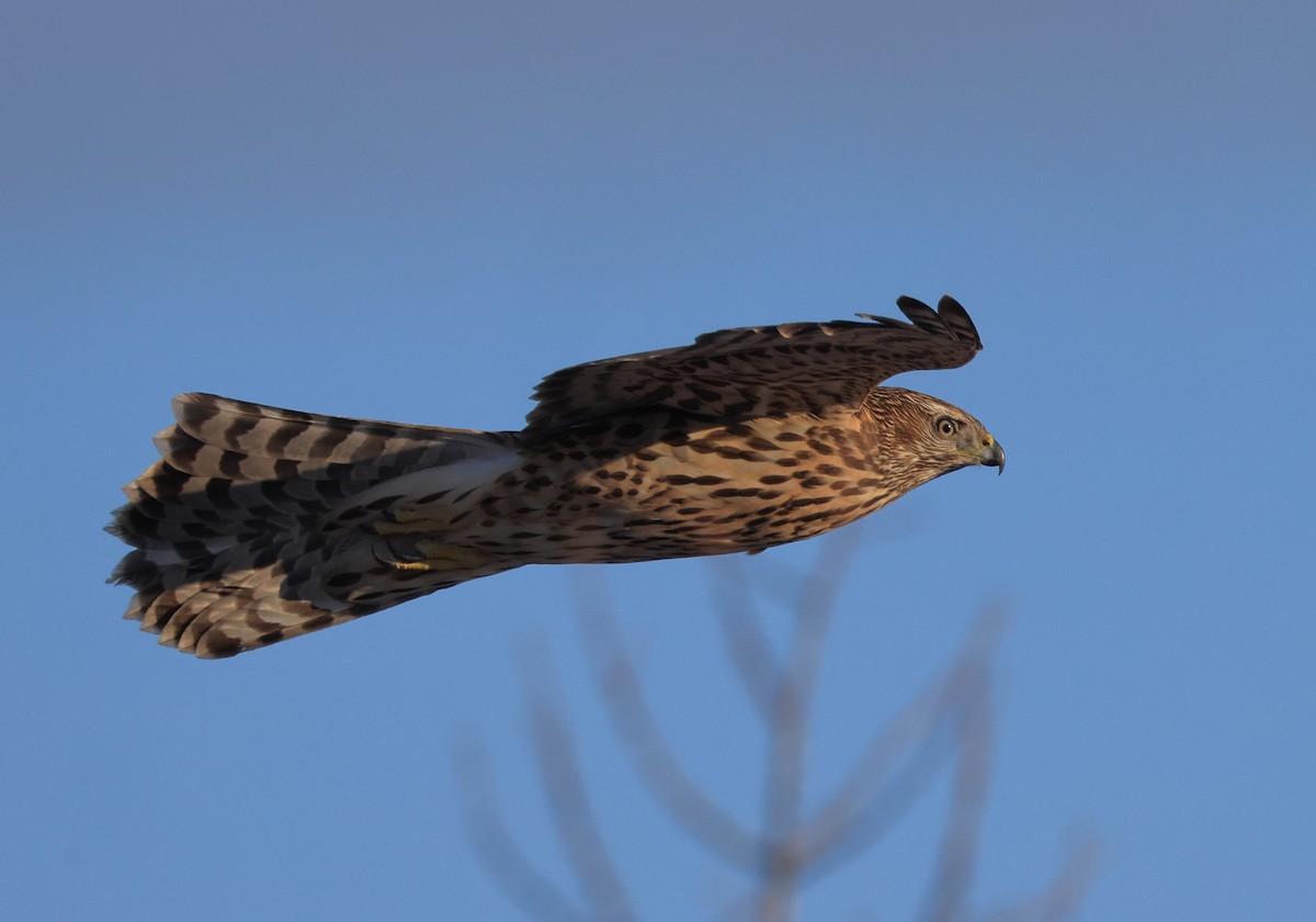 American Goshawk - ML501818541