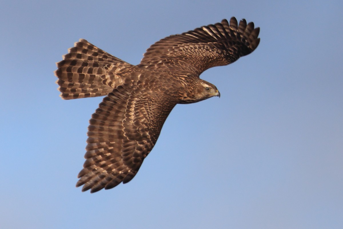 American Goshawk - ML501818551