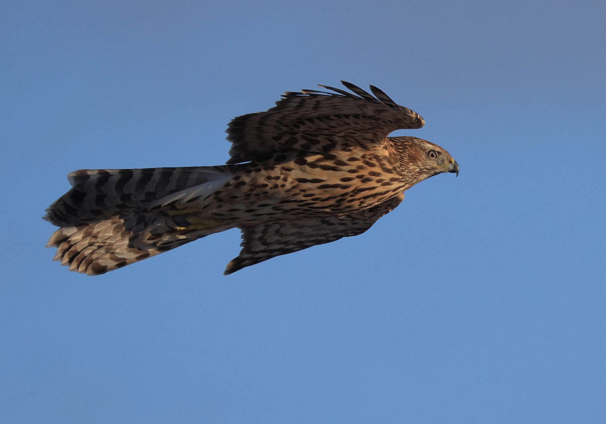 American Goshawk - ML501818581