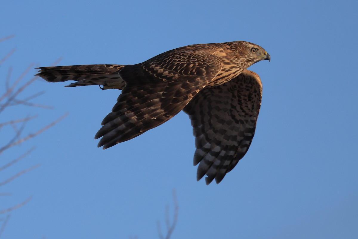 American Goshawk - ML501818591