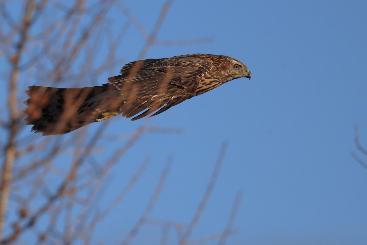 American Goshawk - ML501818601