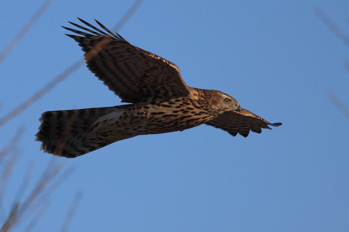 American Goshawk - ML501818611