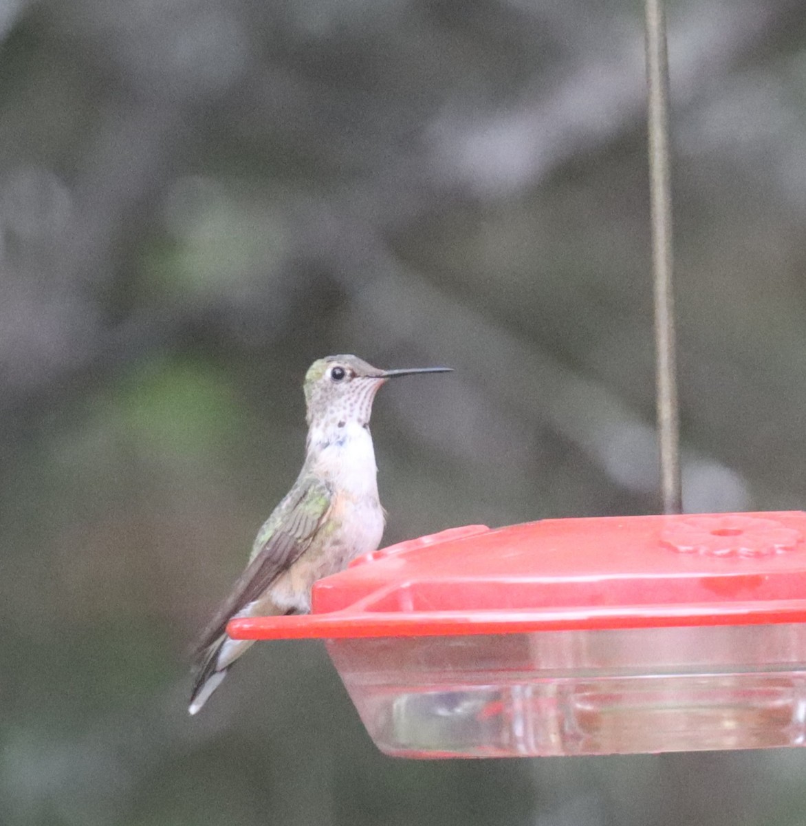 Broad-tailed Hummingbird - ML501819391