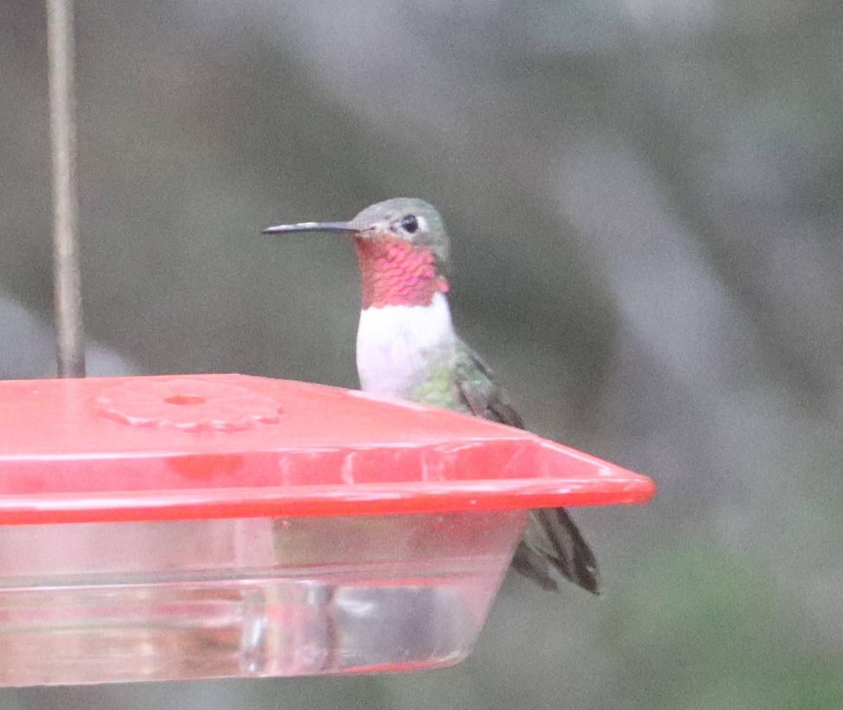 Broad-tailed Hummingbird - ML501819401