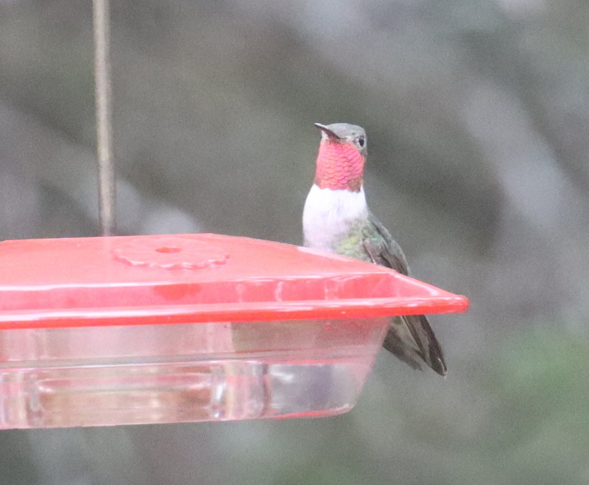 Broad-tailed Hummingbird - ML501819411
