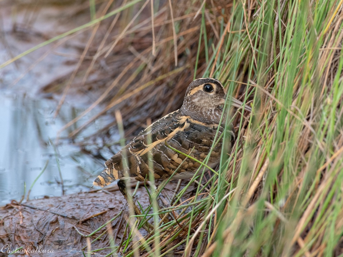 Greater Painted-Snipe - ML501820981