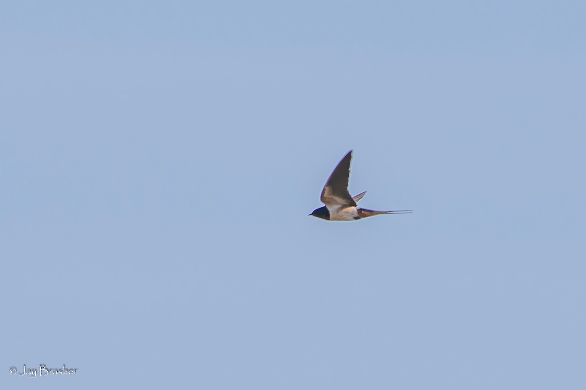 Barn Swallow - ML501823191