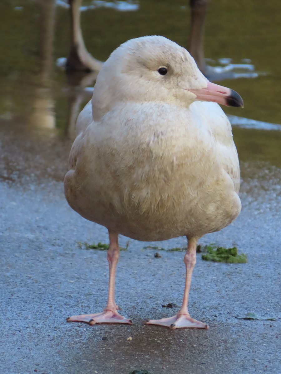 Glaucous Gull - ML501824121