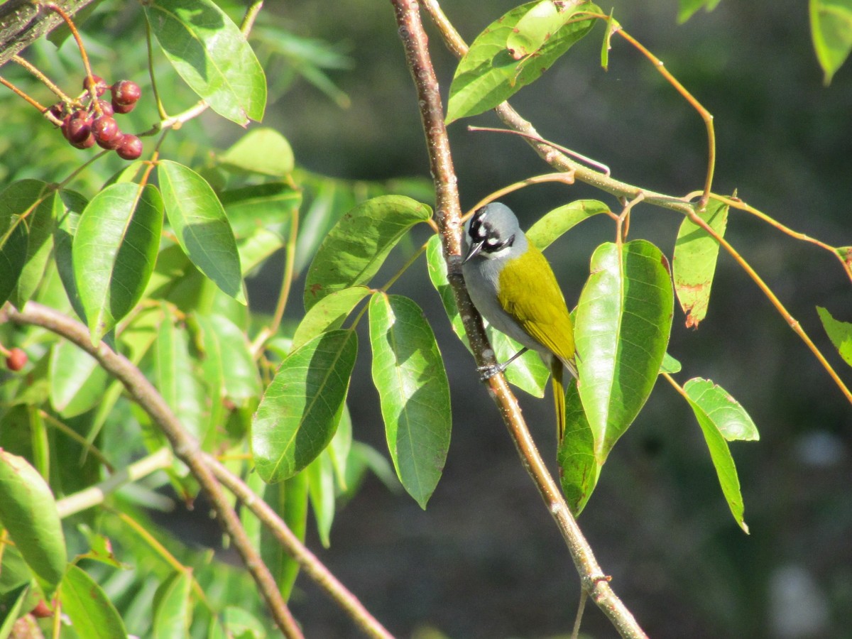 Gray-crowned Palm-Tanager - ML50182461