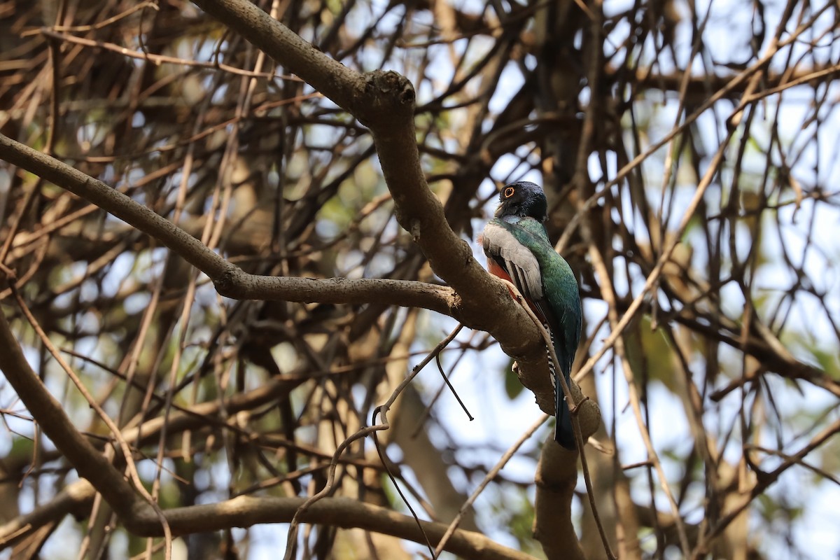 Blue-crowned Trogon - Olivier Langrand