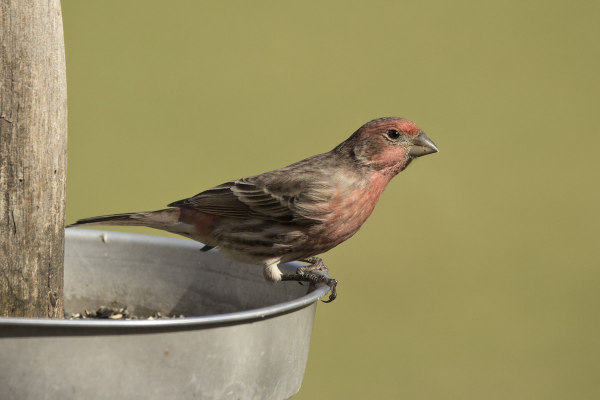 House Finch - Michael Bowen