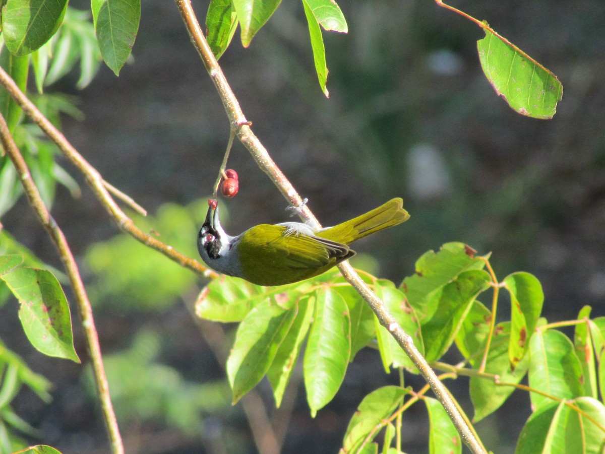 Gray-crowned Palm-Tanager - ML50182511