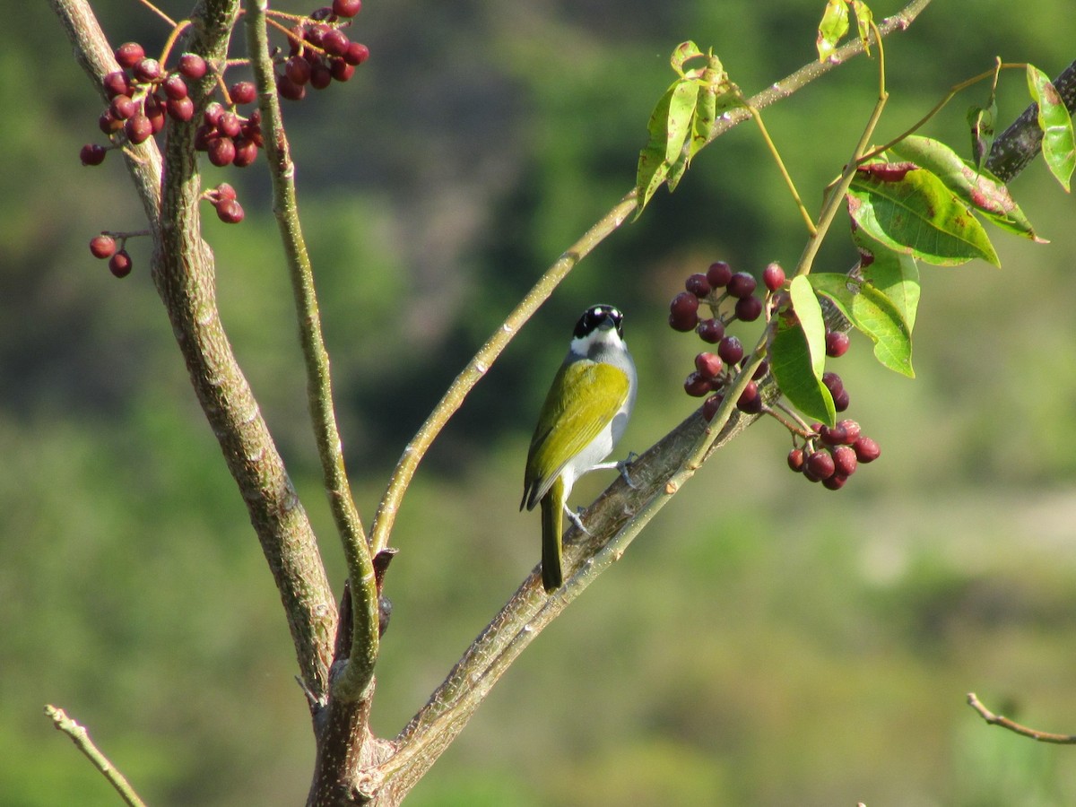 Gray-crowned Palm-Tanager - ML50182551