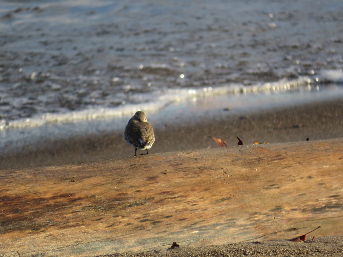 Dunlin - ML501827841