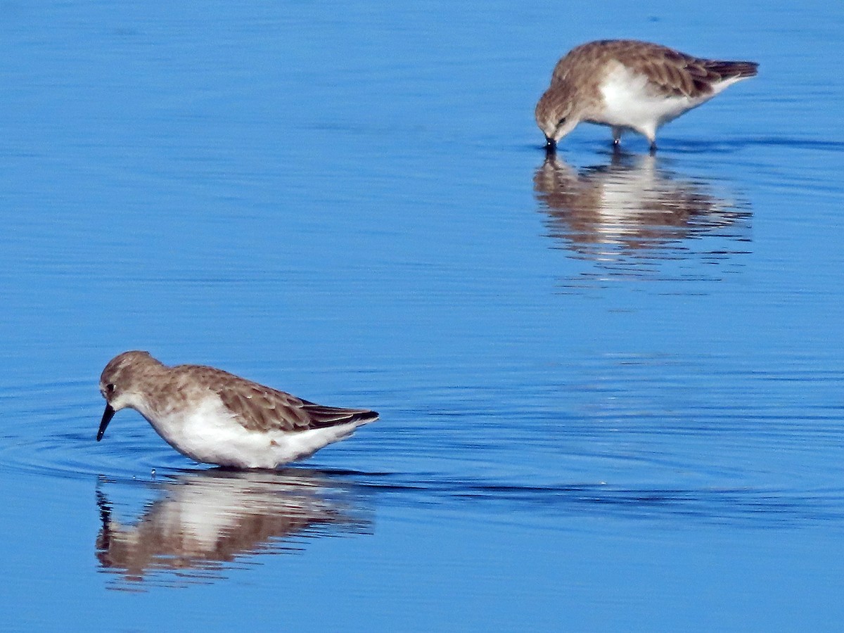 Little Stint - Brian Carruthers