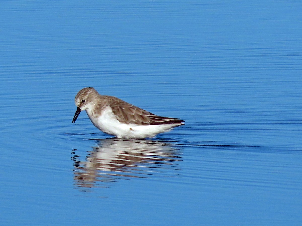 Little Stint - Brian Carruthers