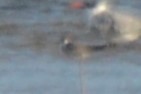 White-winged Tern - ML501834311