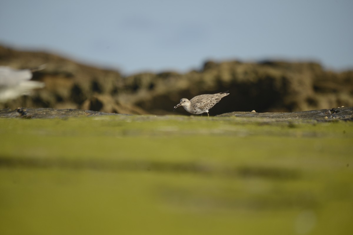 Great Knot - ML501834421