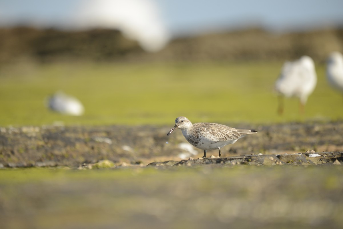 Great Knot - ML501834431