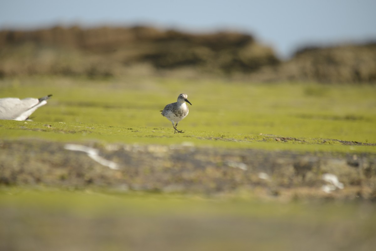 Great Knot - ML501834441