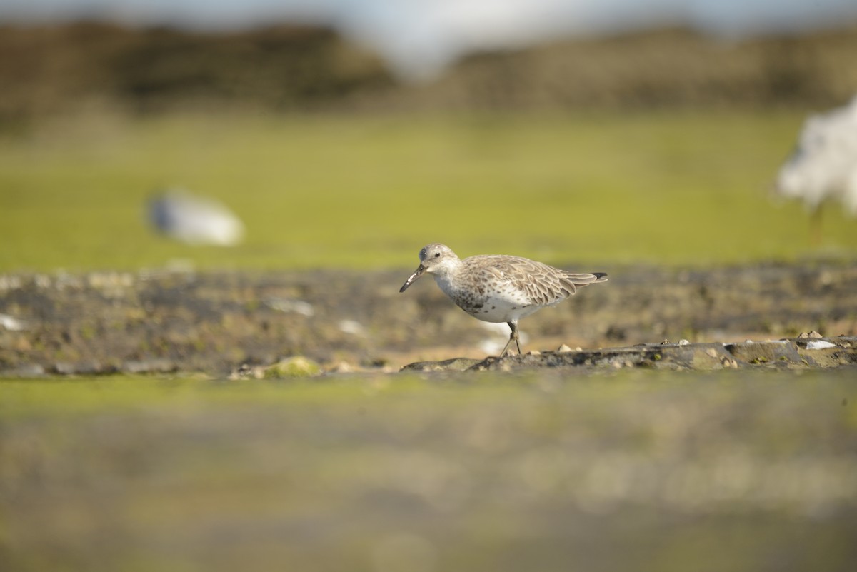 Great Knot - ML501834451