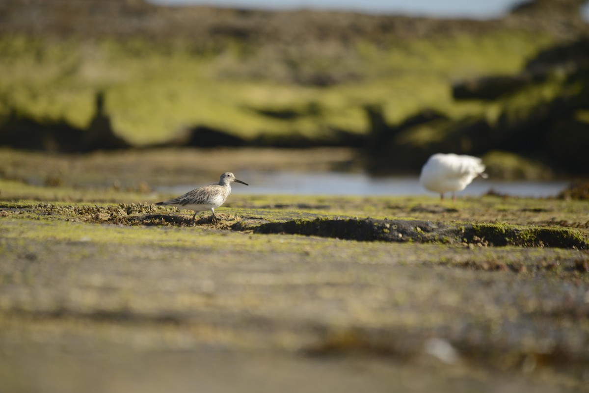 Great Knot - ML501834461