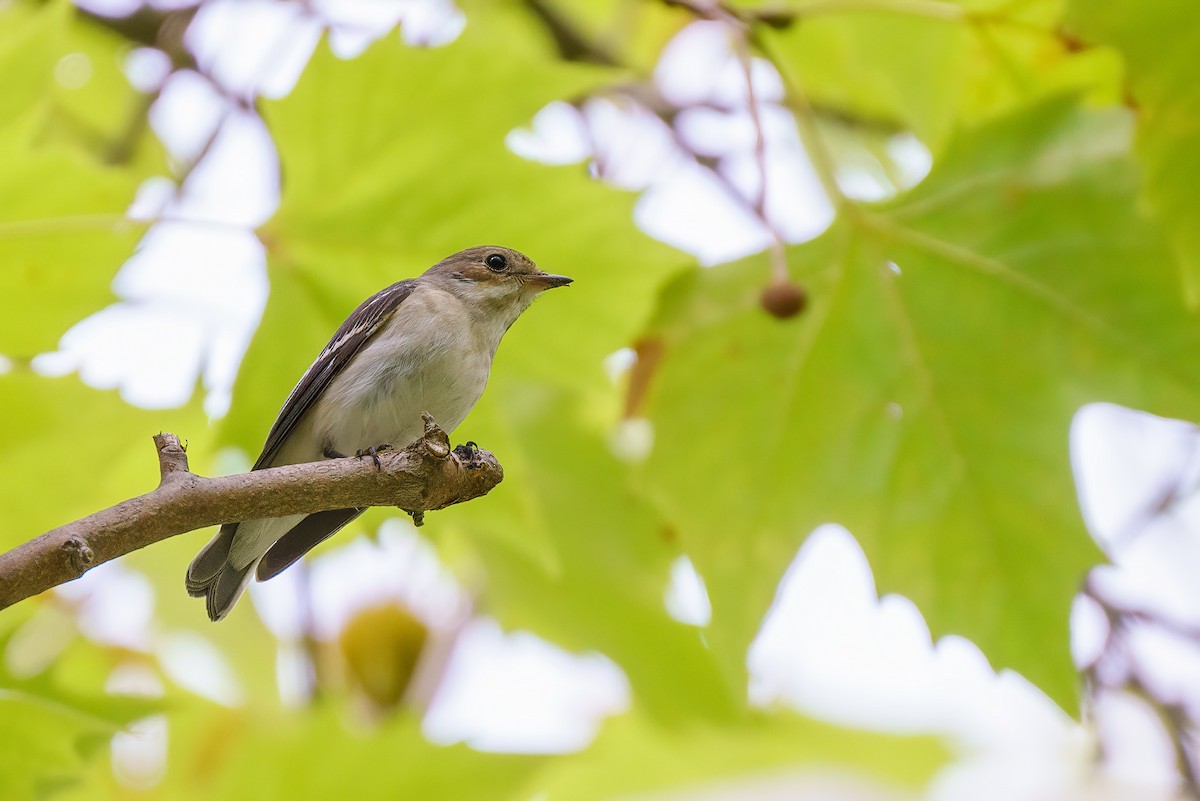 European Pied Flycatcher - ML501835331