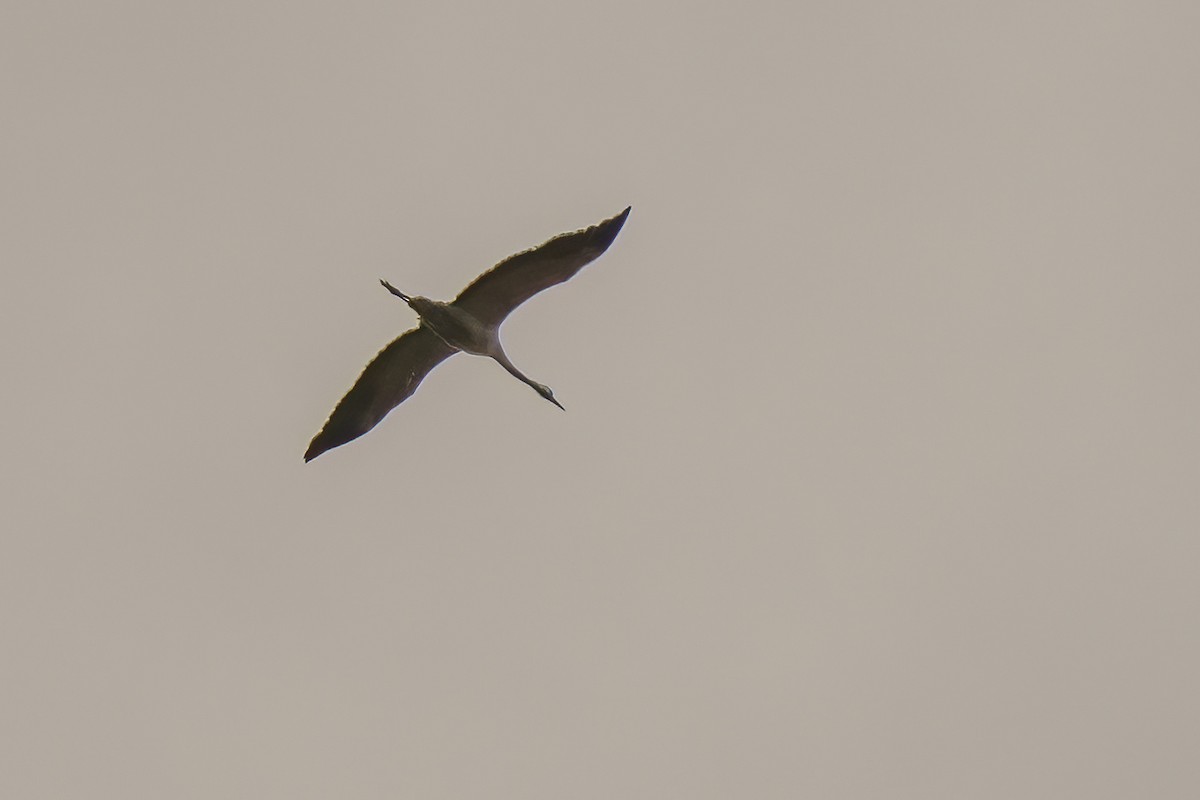 灰鶴 - ML501835521