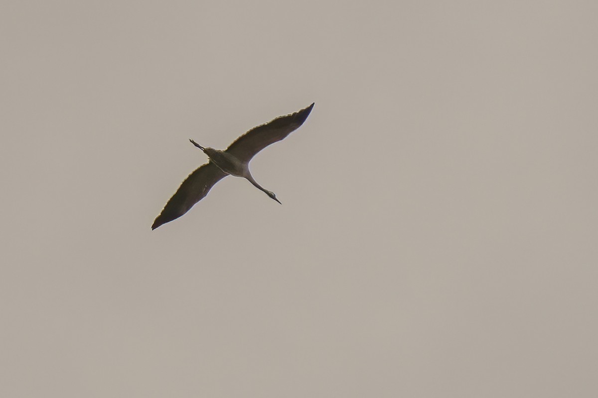 Common Crane - Zhen Li