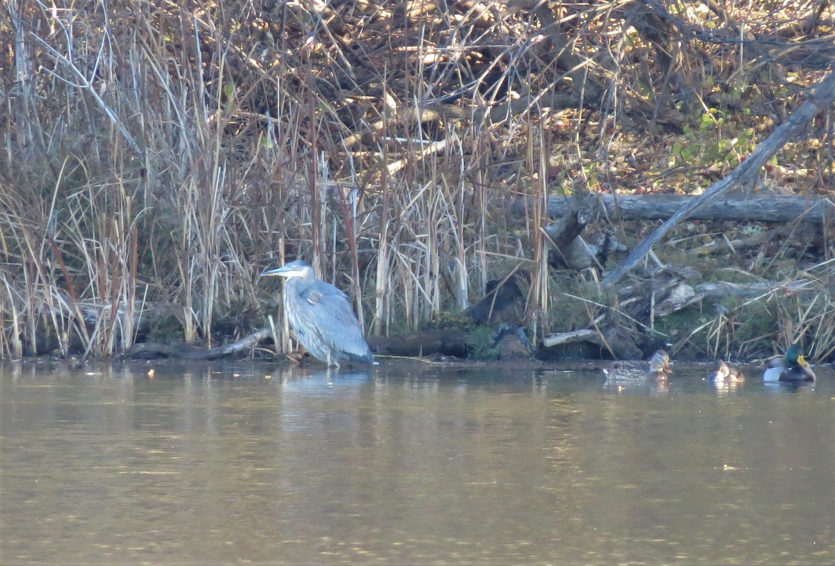 Great Blue Heron - ML501835611