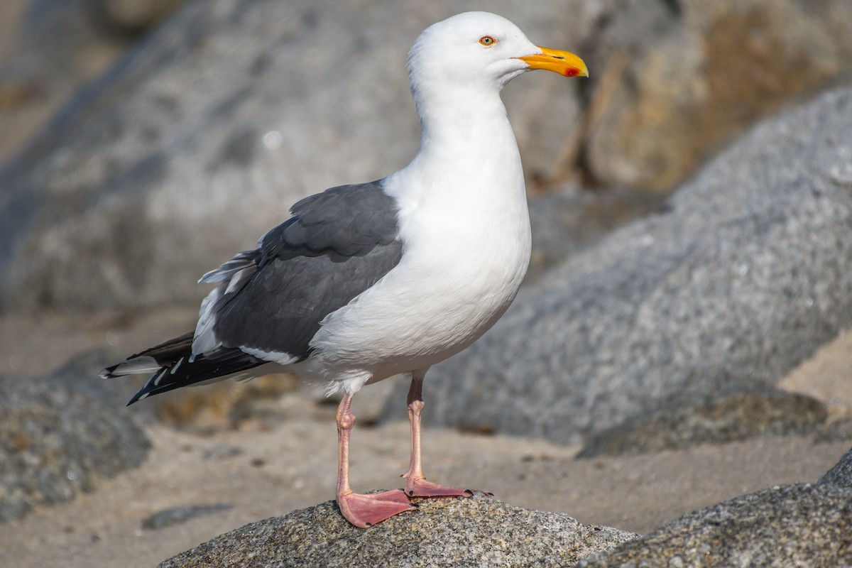 Western Gull - James Hoagland