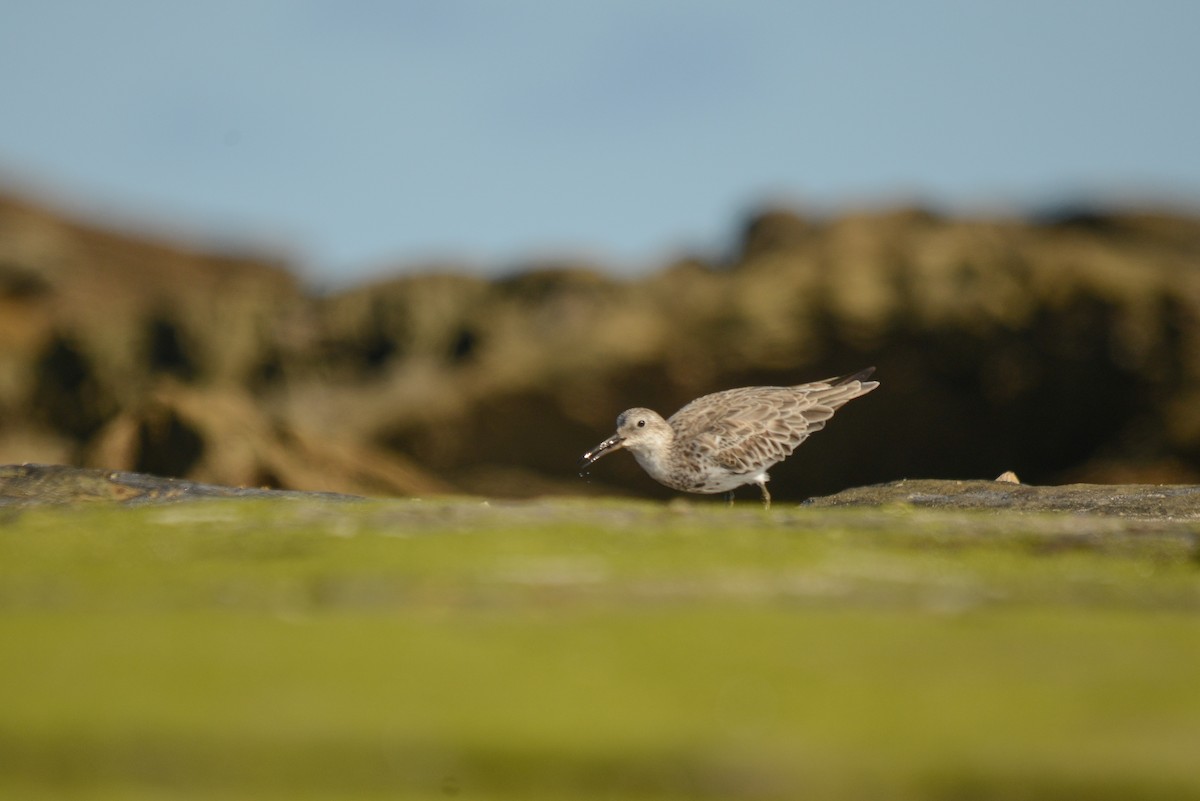 Great Knot - ML501838041