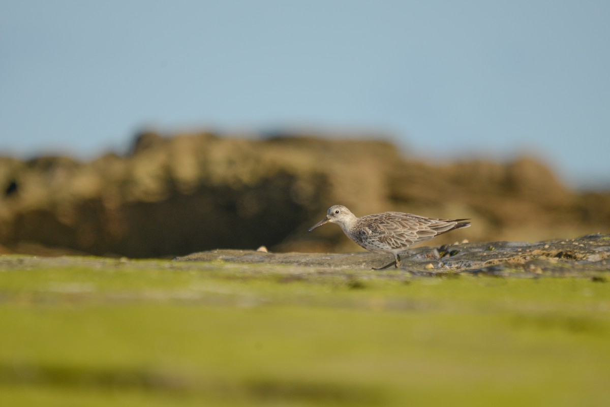 Great Knot - ML501838051