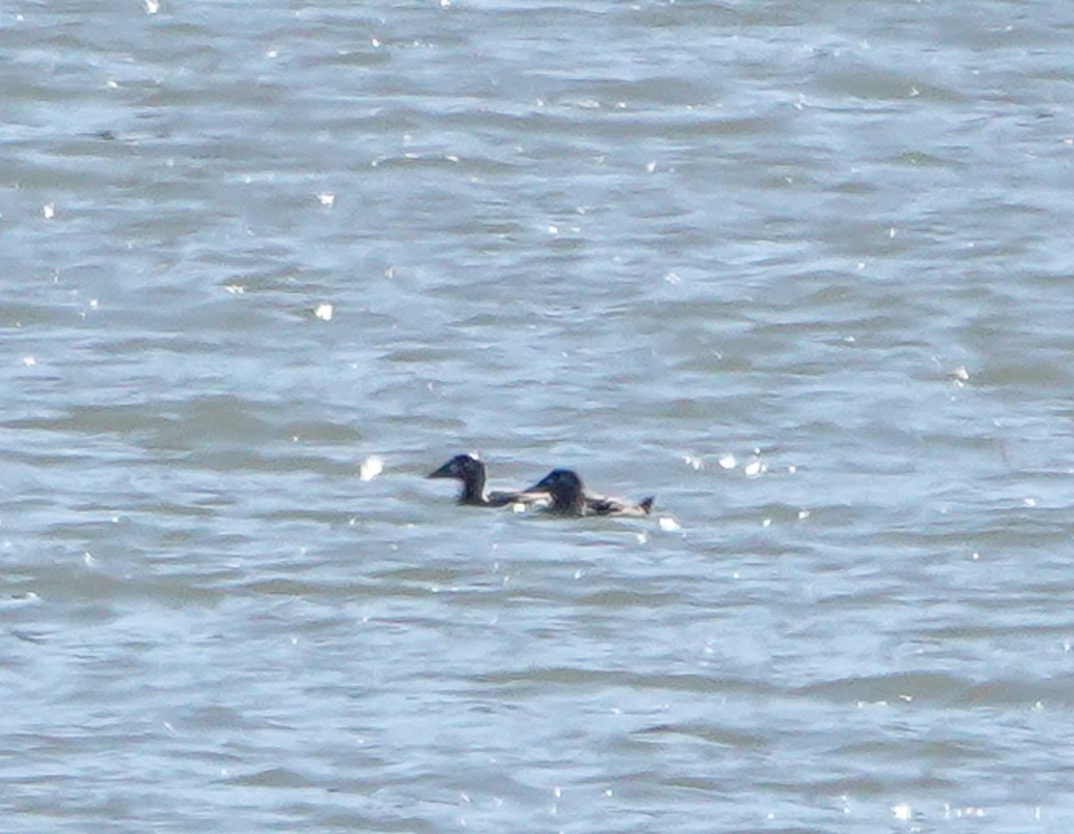 Surf Scoter - ML501838431