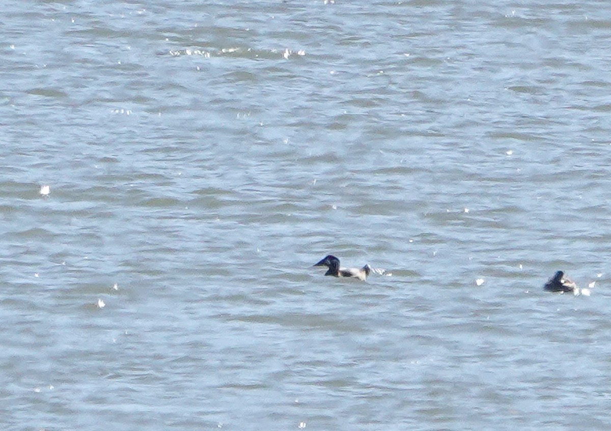 Surf Scoter - ML501838781