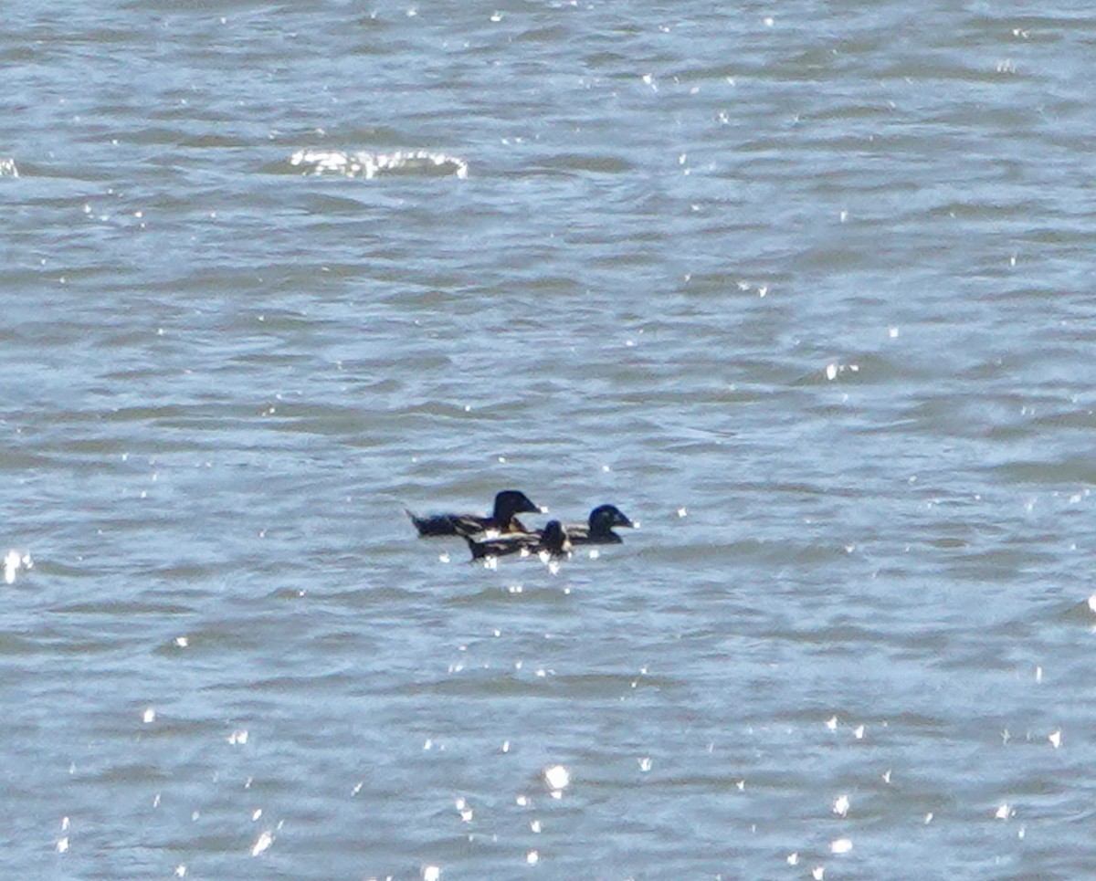 Surf Scoter - ML501838801