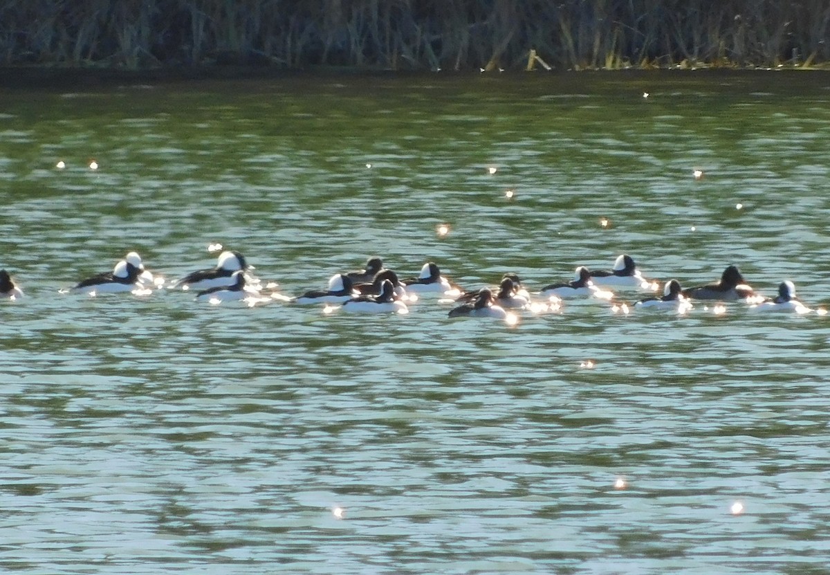duck sp. - ML501839421