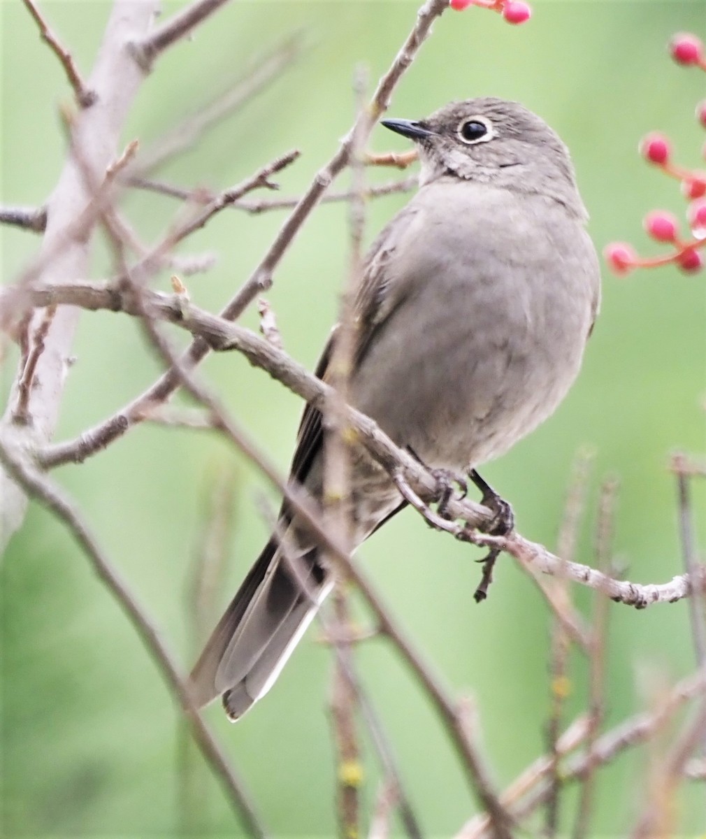 Townsend's Solitaire - ML501840421